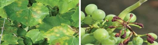 Bağ mildiyösü’nün yapraklardaki belirtisi, Bağ mildiyösü ile bulaşık salkım.